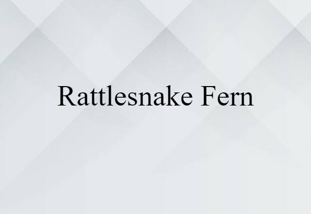 rattlesnake fern