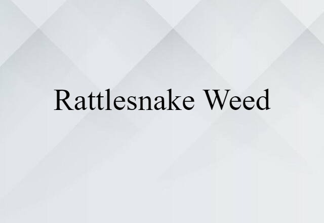 rattlesnake weed