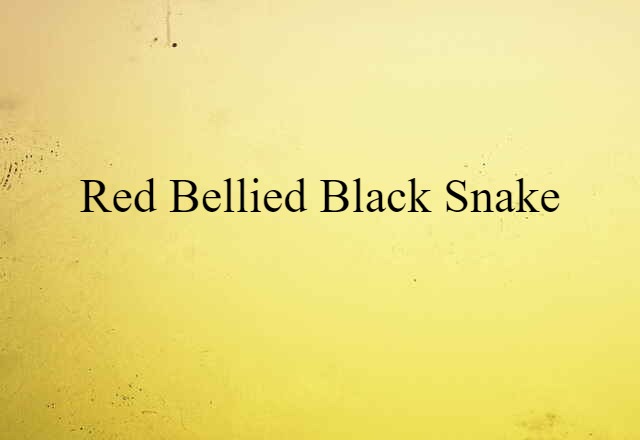 red bellied black snake