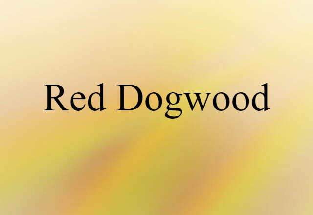 red dogwood