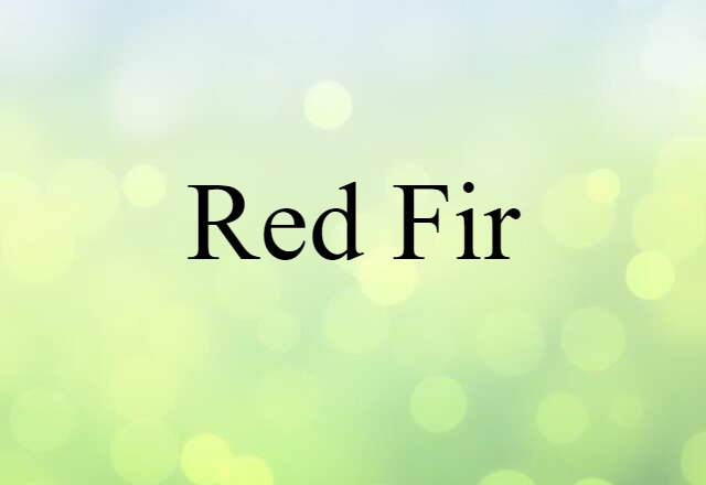 Red Fir (noun) Definition, Meaning & Examples