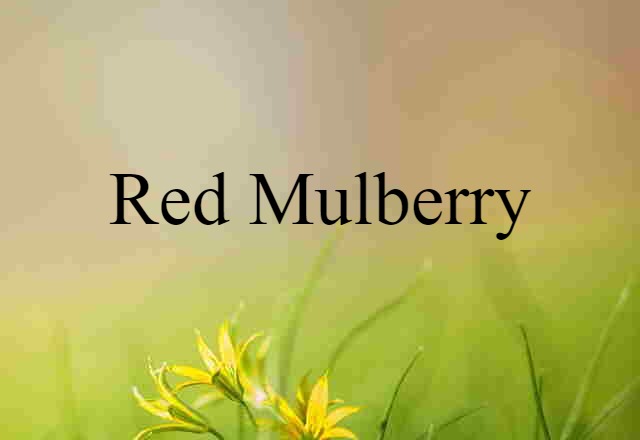 red mulberry