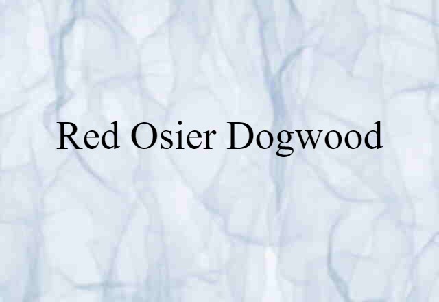 red-osier dogwood