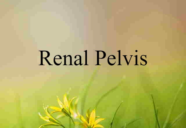 Renal Pelvis (noun) Definition, Meaning & Examples