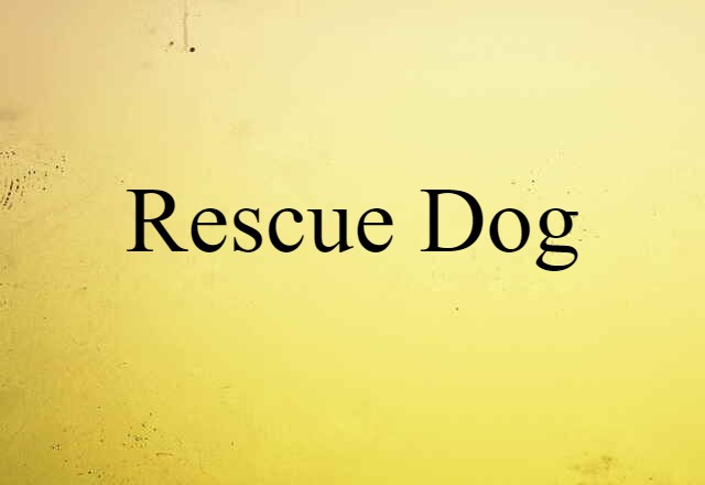 rescue dog