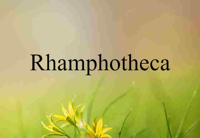 Rhamphotheca (noun) Definition, Meaning & Examples