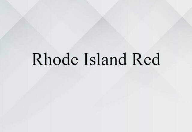 Rhode Island Red