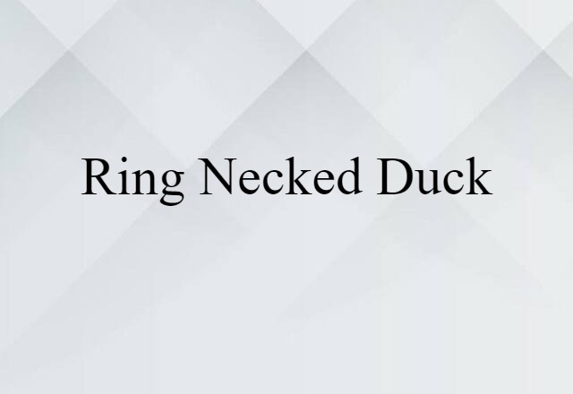 ring-necked duck