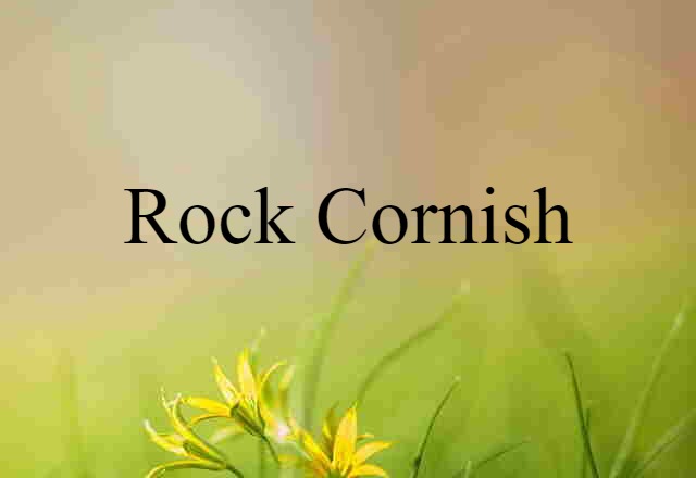 Rock Cornish