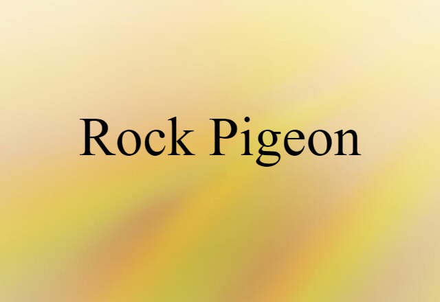 Rock Pigeon (noun) Definition, Meaning & Examples