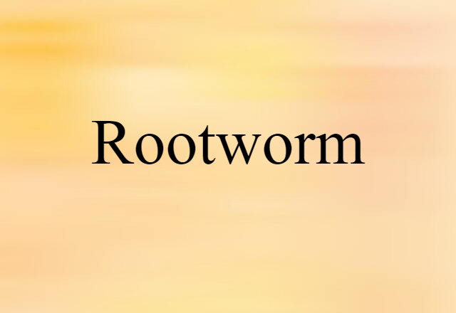 rootworm