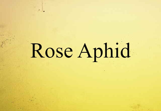 Rose Aphid (noun) Definition, Meaning & Examples