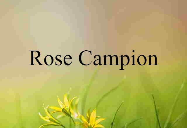 rose campion