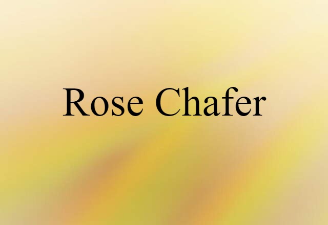 Rose Chafer (noun) Definition, Meaning & Examples