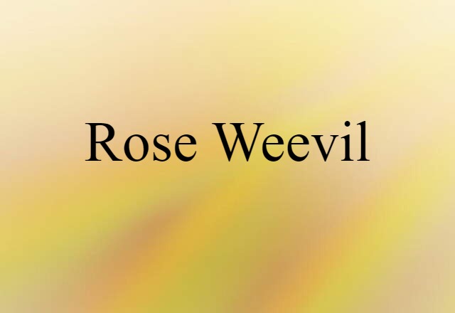 Rose Weevil (noun) Definition, Meaning & Examples