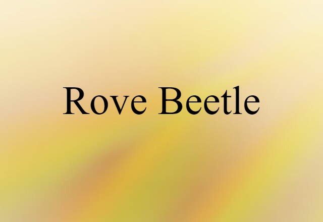 Rove Beetle (noun) Definition, Meaning & Examples