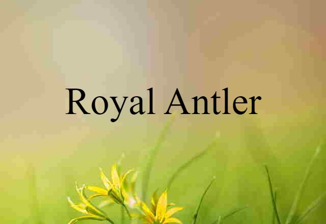 royal antler