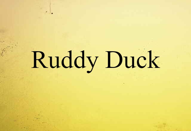 ruddy duck