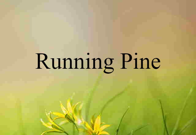 Running Pine (noun) Definition, Meaning & Examples