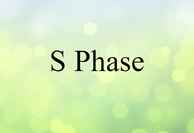 S Phase (noun) Definition, Meaning & Examples