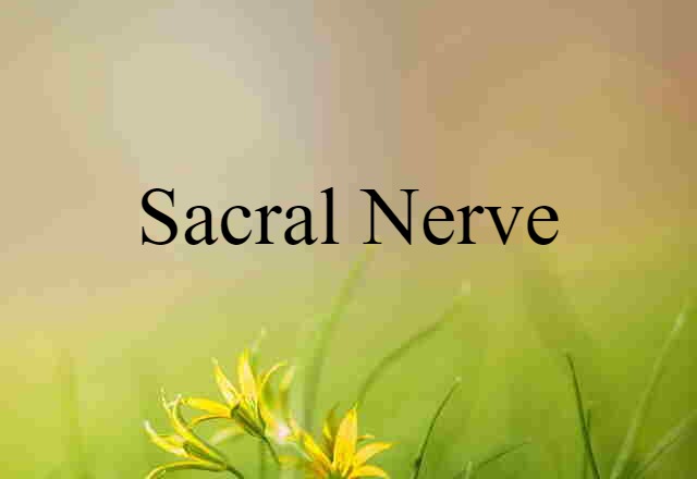 Sacral Nerve (noun) Definition, Meaning & Examples