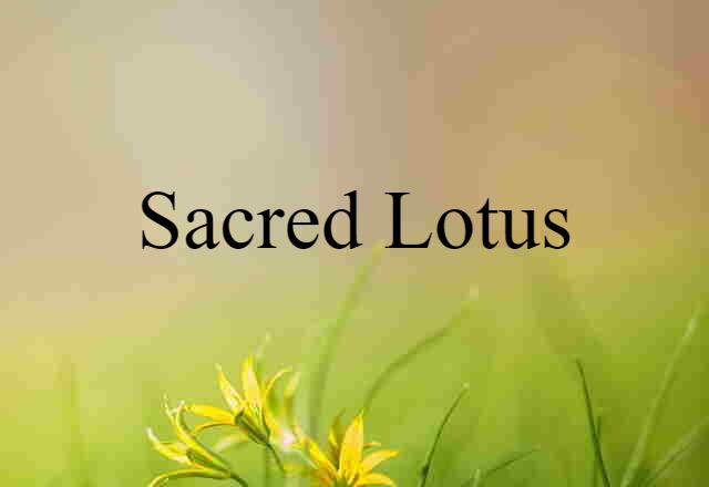 Sacred Lotus (noun) Definition, Meaning & Examples