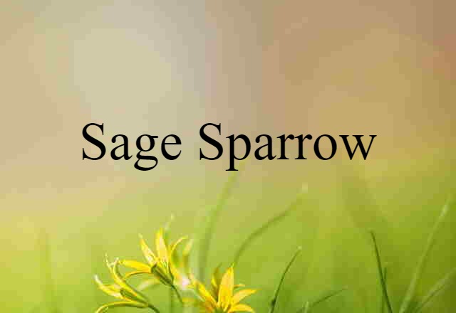 sage sparrow