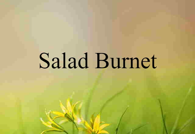 salad burnet