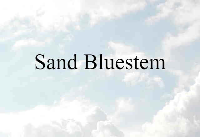 sand bluestem