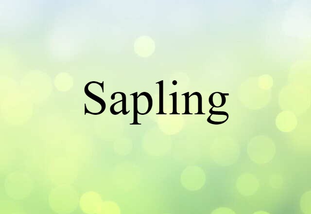 Sapling (noun) Definition, Meaning & Examples