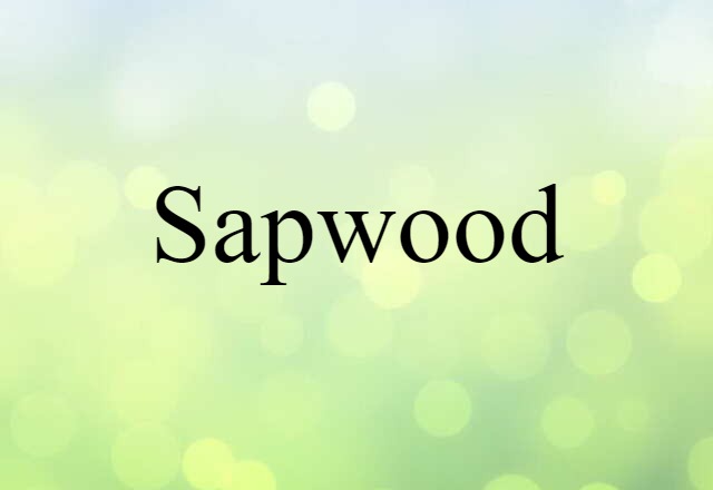 sapwood