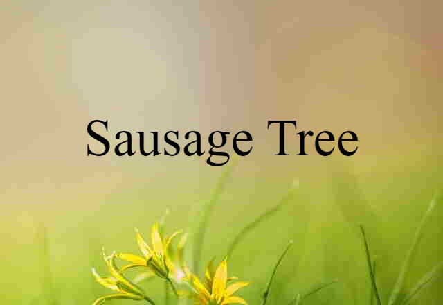 sausage tree