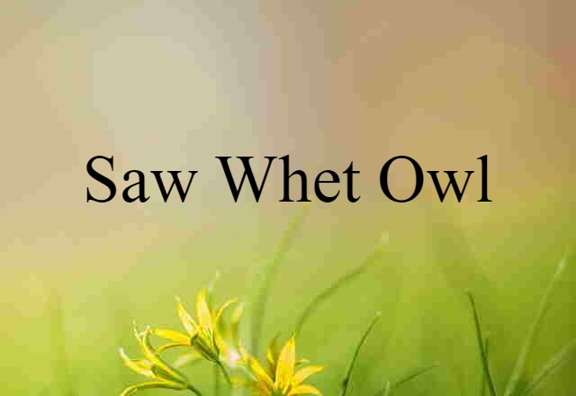 Saw-whet Owl (noun) Definition, Meaning & Examples