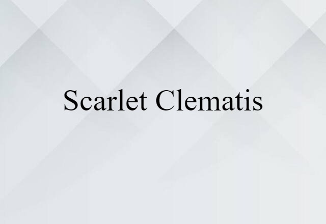 scarlet clematis