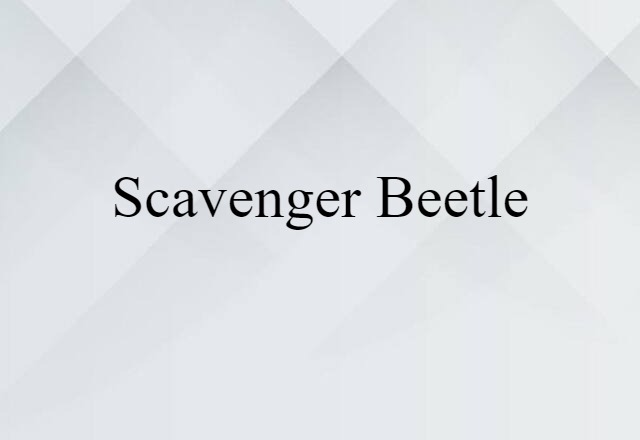 scavenger beetle