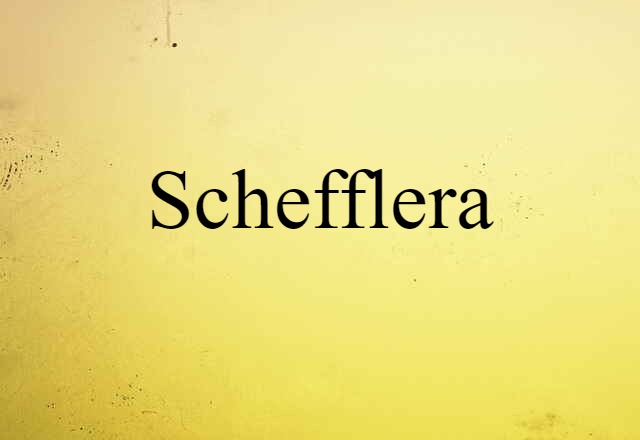 schefflera