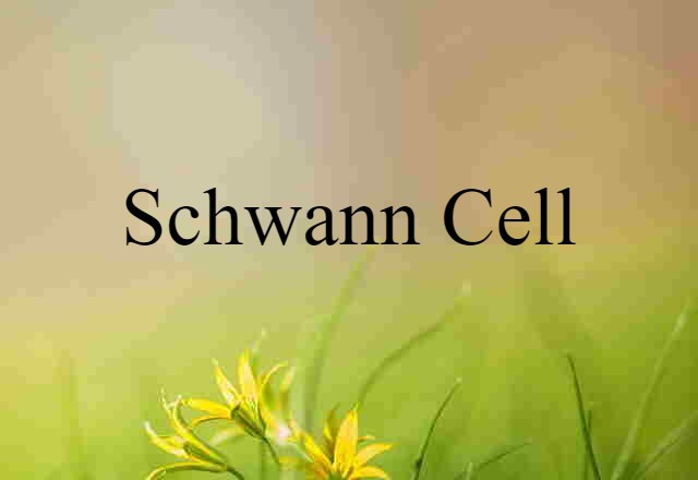 Schwann Cell (noun) Definition, Meaning & Examples