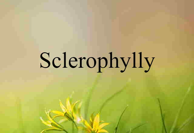 sclerophylly