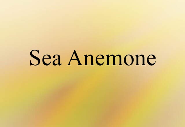 sea anemone