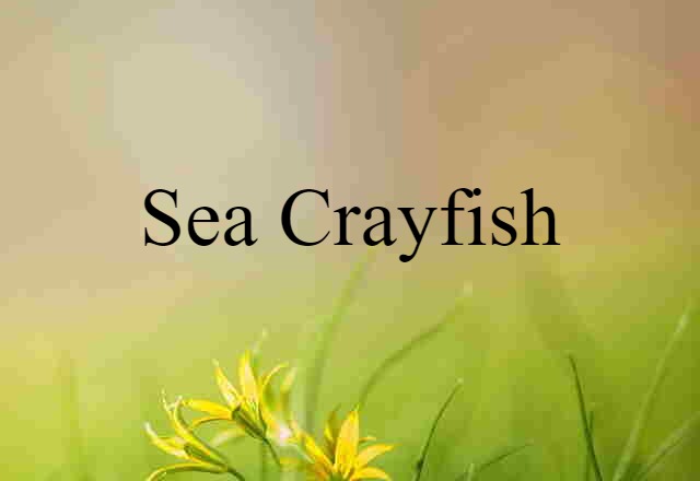 Sea Crayfish (noun) Definition, Meaning & Examples