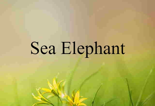 sea elephant