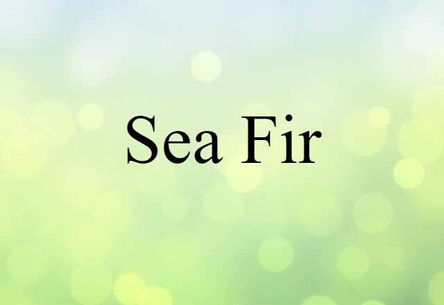 Sea Fir (noun) Definition, Meaning & Examples