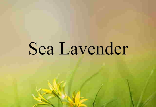 sea lavender