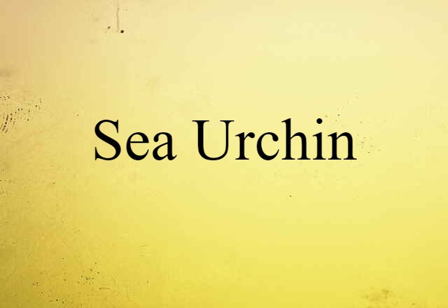 Sea Urchin (noun) Definition, Meaning & Examples