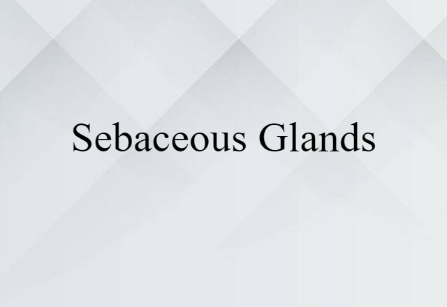 sebaceous glands