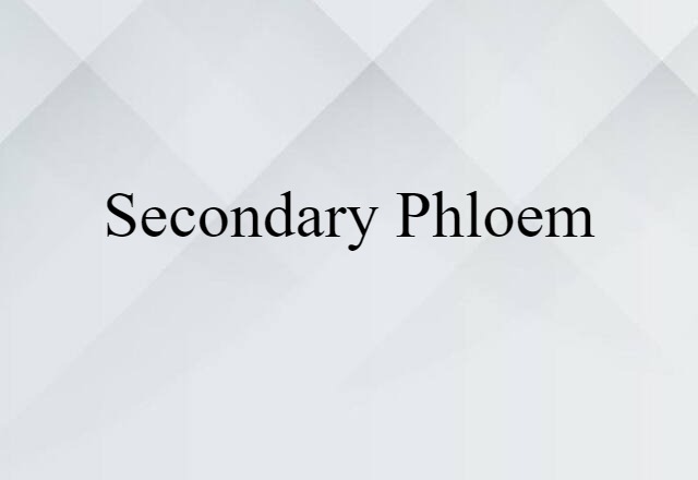 secondary phloem