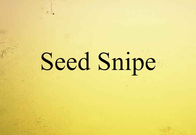 seed snipe