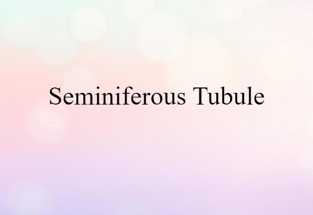 Seminiferous Tubule (noun) Definition, Meaning & Examples