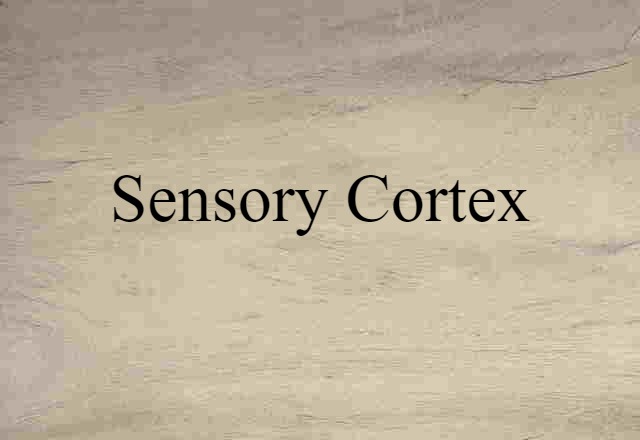 sensory cortex