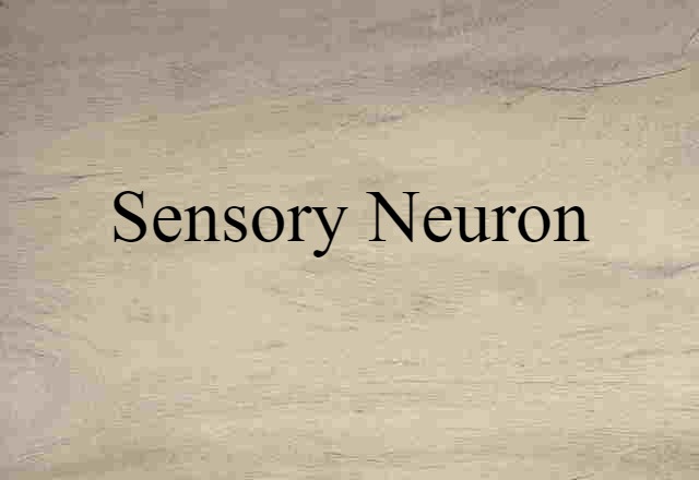 Sensory Neuron (noun) Definition, Meaning & Examples